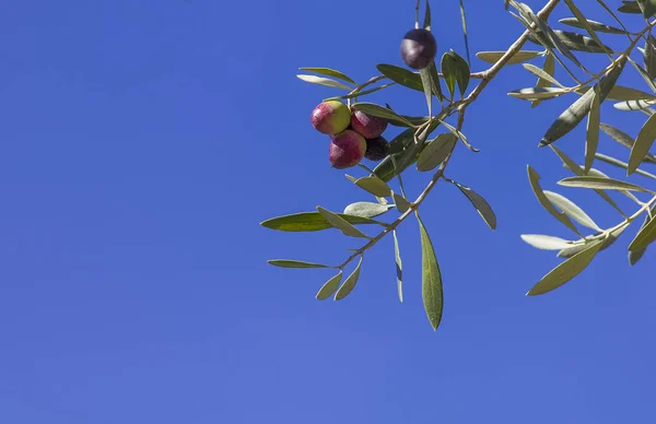 Rote Und Grüne Oliven Auf Dem Zweig Mit Blauem Himmel — Stockfoto