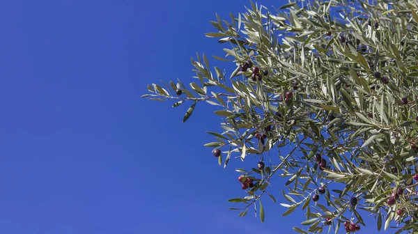 Dal üzerinde kırmızı, yeşil ve siyah zeytinler ve arka plan olarak mavi gökyüzü ve metin için boşluk