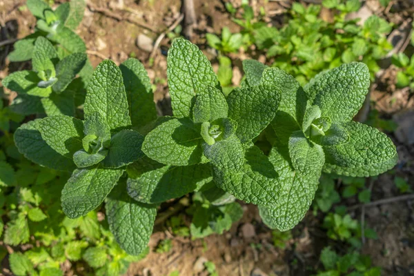 Ağaç organik biyo nane tesisleri yakın