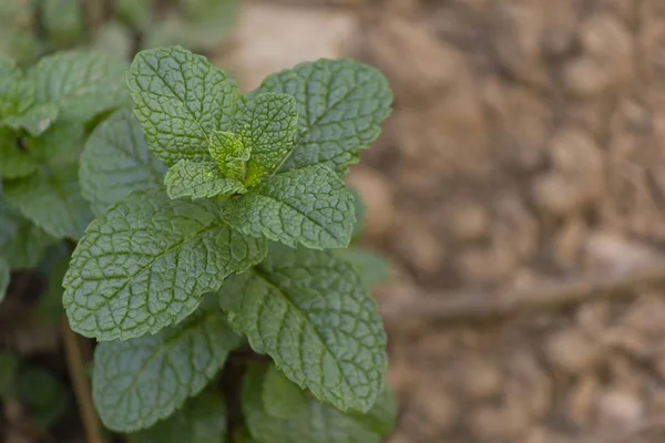 Organic bio mint plant close up, with space for quote — Stock Photo, Image