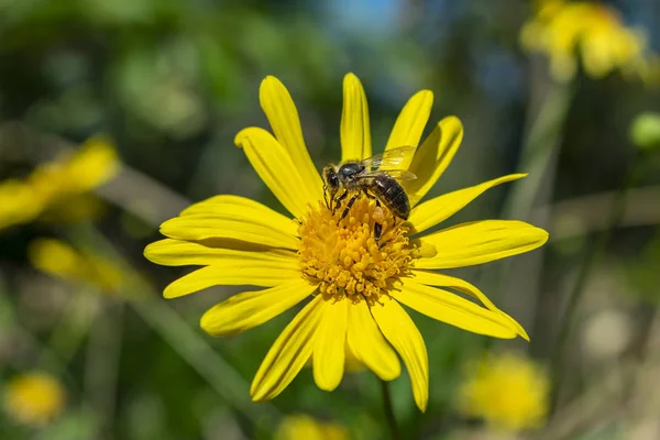 Bacakları polendolu, sarı bir papatyanın üzerinde olan bir arı.