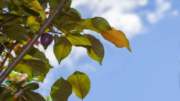 Ağaç dalında kırmızı erik