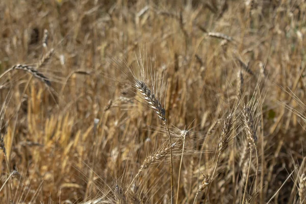 Bir tarlada yetişen altın buğday dalları hasat için hazır.