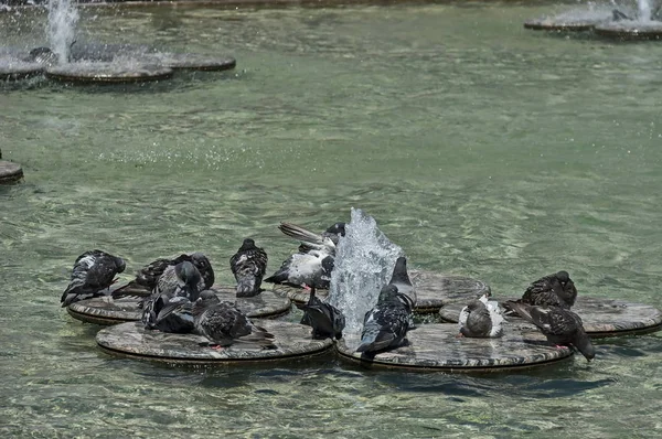 多彩なピジョンの水噴水 プロヴディフ ブルガリアの町ヨーロッパの池で入浴します — ストック写真