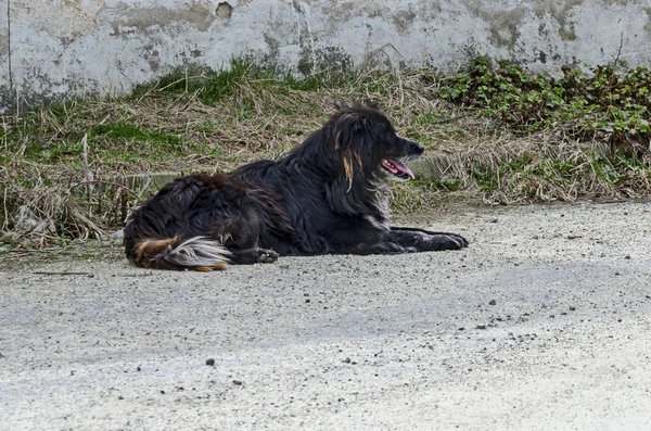 Gran Gran Perro Negro Terranova Relajarse Después Paseo Por Campo —  Fotos de Stock