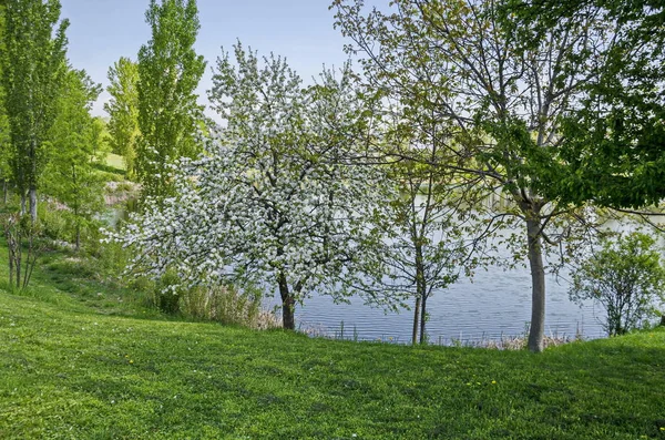 Início Primavera Verde Lago Beleza Distrito Drujba Sofia Bulgária — Fotografia de Stock