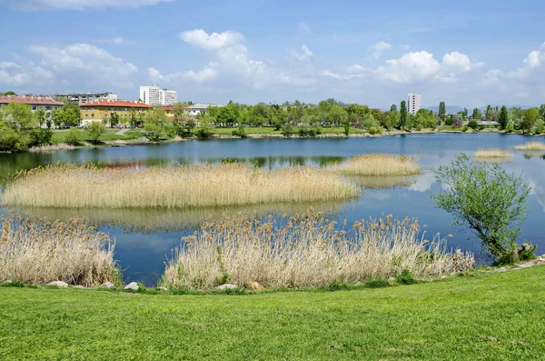 Primavera Cedo Verde Cana Seca Pressa Casa Lago Beleza Bairro — Fotografia de Stock