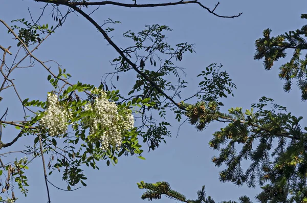Ramo Com Flor Fresca Acácia Árvore Gafanhoto Comum Parque Sofia — Fotografia de Stock