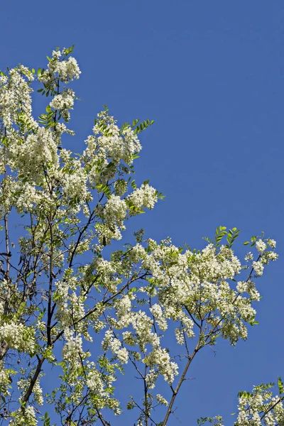 Branch Fresh Bloom Acacia Tree Common Locust Flower Park Sofia — Stock Photo, Image