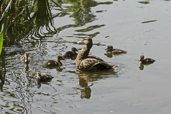 Mother Mallard Duck Her Ducklings Swimming Lake South Park Sofia — Stock Photo, Image