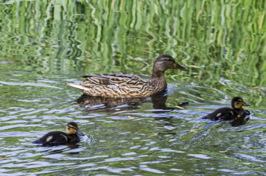Güney Park, Sofya ve Bulgaristan 'da gölde yüzen ördek yavrusuyla anne ördek.