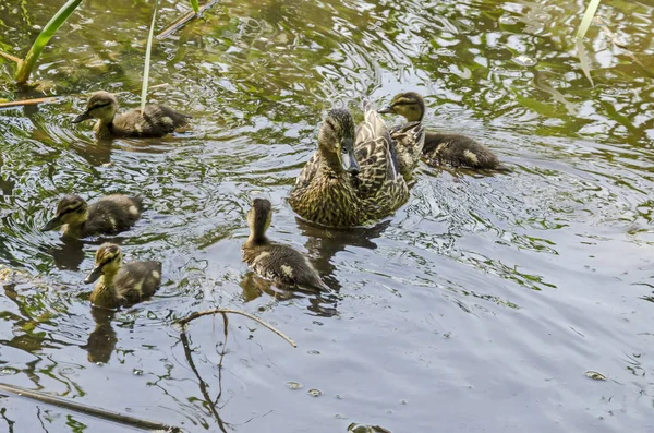 Una Madre Ánade Real Con Sus Patitos Nadando Lago South — Foto de Stock