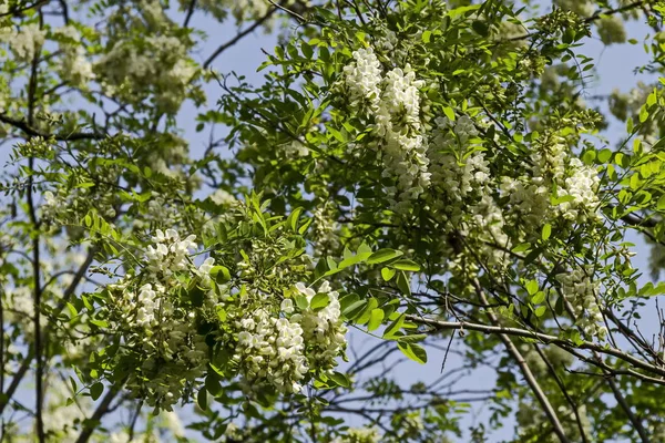 Ramo Com Flor Fresca Acácia Árvore Gafanhoto Comum Parque Sofia — Fotografia de Stock