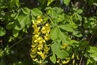 Sarı akasya ağacı, Sibirya peashrub veya Caragana arborescens şube yeşil yaprakları ve sarı çiçek, South park, Sofia, Bulgaristan 