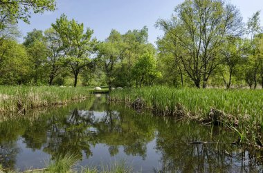 Bahar mevsimi yeşil ve taze kamış, Phragmites komünisi veya South Park, Sofya, Bulgaristan 'daki bir güzellik gölü üzerinde yansıyan acele ve ağaç  