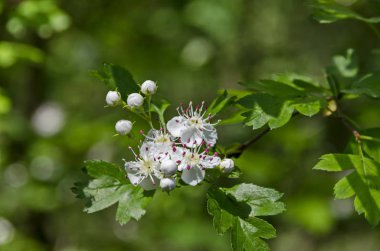 Alıç, Whitethorn veya Crataegus bitkisinden şube çiçekli Beyaz yaprakları ve pembe ercik, seçici odak, South park, Sofia, Bulgaristan 