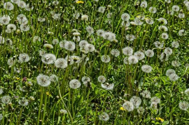 Güzellik karahindiba veya Tarataxum officinale çayır parkta, South park, Sofia, Bulgaristan  