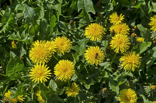 Bee Alight Fresh Springtime Yellow Dandelion Tarataxum Officinale Flower Bloom — Stock Photo, Image