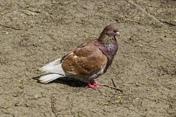 Pigeon Colombe Columba Livia Avec Des Plumes Panachées Regardent Fixement — Photo