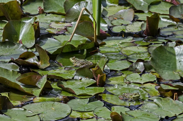 スイレンパッド サウスパーク ソフィア ブルガリアの太陽の下で日光浴緑の池カエルやラナ両生類の水生動物 — ストック写真