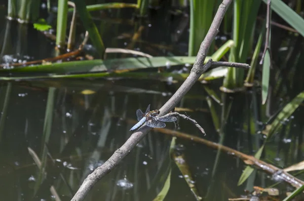 Mavi Yusufçuk Veya Odonata Tarlada Kuru Bir Çim Üzerinde South — Stok fotoğraf