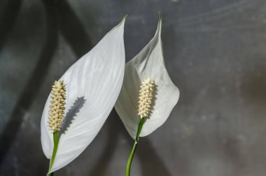 Gün ışığında beyaz bir Barış Zambağı veya Spathiphyllum koklearispathum ayrıntıları, Sofya, Bulgaristan  