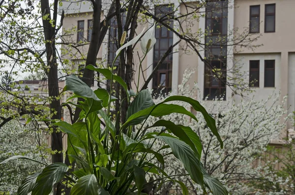 Weiße Friedenslilie Oder Spathiphyllum Cochlearispathum Frühlingshaft Blühenden Garten Sofia Bulgarien — Stockfoto