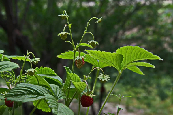 Fruta Fresa Silvestre Madura Verde Primavera Ver Fondo Sofía Bulgaria — Foto de Stock