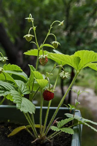 Ripe Green Wild Strawberry Fruit Springtime View Background Sofia Bulgaria — Stock Photo, Image