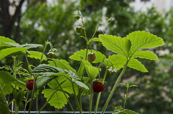 Ripe Green Wild Strawberry Fruit Springtime View Background Sofia Bulgaria — Stock Photo, Image