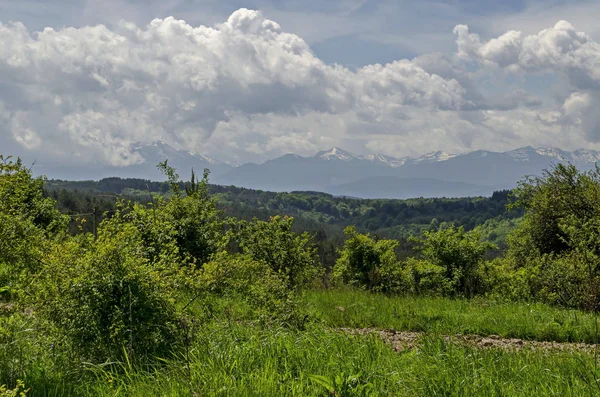 Beautiful Landscape Springtime Nature Green Glade Forest Plana Mountain Rila — Stock Photo, Image