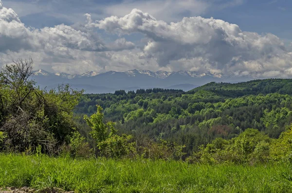 Beautiful Landscape Springtime Nature Green Glade Forest Plana Mountain Rila — Stock Photo, Image