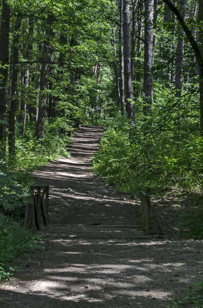agnetic manzara yeşil karışımı iğne yapraklı ve yaprak döken orman Vitosha mountain, güzel yolu ile yakınındaki Knyazhevo ilçe, Sofia, Bulgaristan   