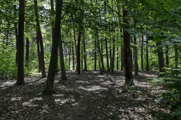 agnetic manzara bahar doğa yeşil ile karıştırın Vitosha mountain, iğne yapraklı ve yaprak döken orman yakınındaki Knyazhevo ilçe, Sofia, Bulgaristan  