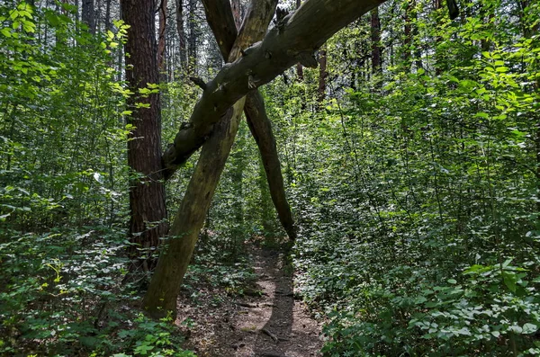 Agnetic Landscape Green Mix Coniferous Deciduous Forest Lovely Path Vitosha — Stock Photo, Image