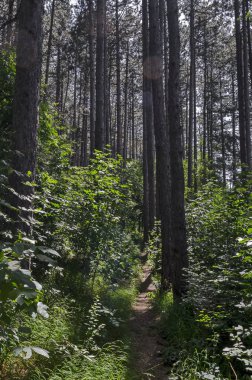 agnetic manzara yeşil karışımı iğne yapraklı ve yaprak döken orman Vitosha mountain, güzel yolu ile yakınındaki Knyazhevo ilçe, Sofia, Bulgaristan 
