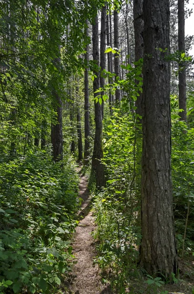 Paisagem Agnética Mistura Verde Floresta Conífera Caduca Com Caminho Encantador — Fotografia de Stock