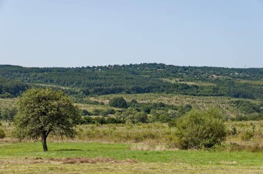 Yatay yaz doğa yeşil glade, orman ve büyük tek ağaç, dağ dağ, Ihtiman, Bulgaristan  
