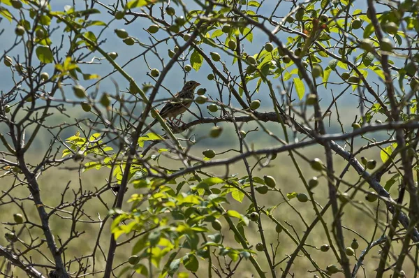 Pojedynczy Ptak Nightingale Lub Luscinia Megarhynchos Krzak Dzikiej Róży Sredna — Zdjęcie stockowe