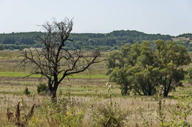 Yatay yaz doğa yeşil glade, çiçek, orman ve büyük beyaz söğüt veya Salix alba ağacı, orta dağ dağ, Ihtiman, Bulgaristan 