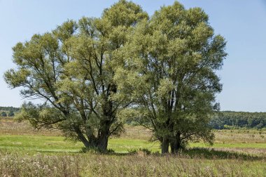 Yatay yaz doğa yeşil glade, çiçek, orman ve büyük beyaz söğüt veya Salix alba ağacı, orta dağ dağ, Ihtiman, Bulgaristan 