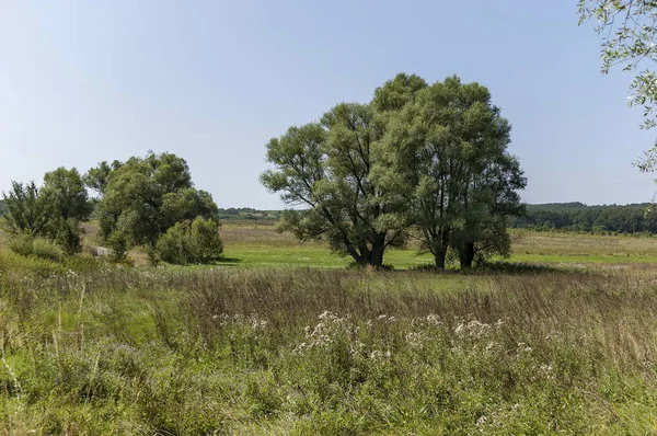 Paesaggio Della Natura Estiva Con Radura Verde Fiore Foresta Grande — Foto Stock