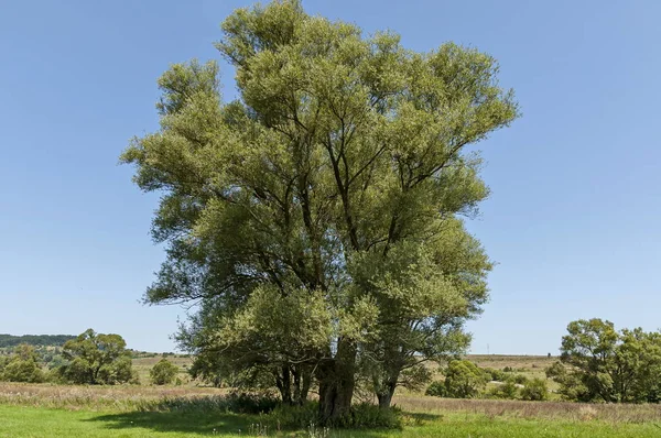 Yatay yaz doğa yeşil glade, çiçek, orman ve büyük beyaz söğüt veya Salix alba ağacı, orta dağ dağ, Ihtiman, Bulgaristan 