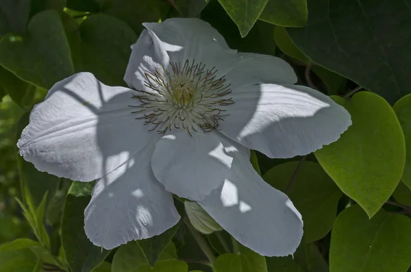 White Lush Clematis Flower Bloom Natural Outdoor Garden Sofia Bulgaria — Stock Photo, Image