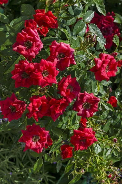 Red Rose Bush Bloom Natural Outdoor Garden Sofia Bulgaria — Stock Photo, Image