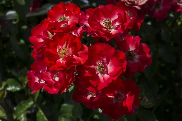 Röda Rosenbuske Blom Naturlig Utomhus Trädgård Sofia Bulgarien — Stockfoto