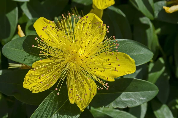 Hypericum calycinum, St John's Wort veya sarı Rose of Sharon bush çiçek yakın parlak sarı stamens, Sofya, Bulgaristan, merkezi bir kitle ile çekim 