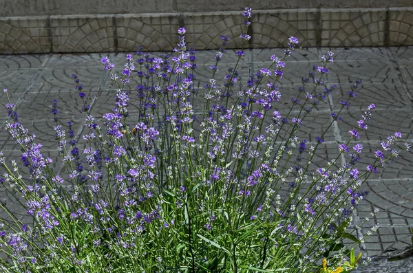 Floração Jardim Com Lavanda Lavandula Officinalis Flor Flor Perto Sofia — Fotografia de Stock