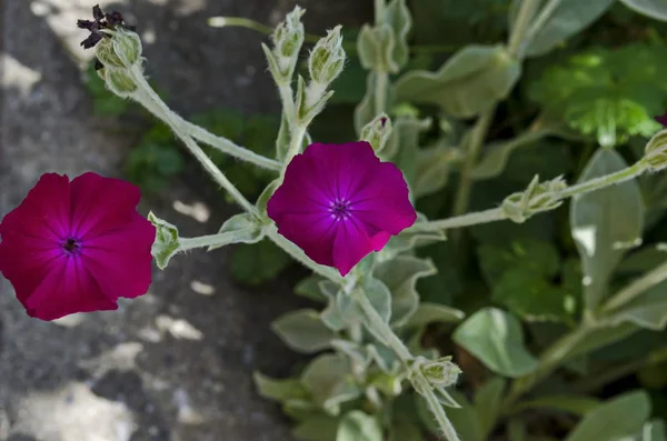Corncockle Gith Agrostemma ギダゴ頻繁に会う野生紫花 ソフィア ブルガリア — ストック写真