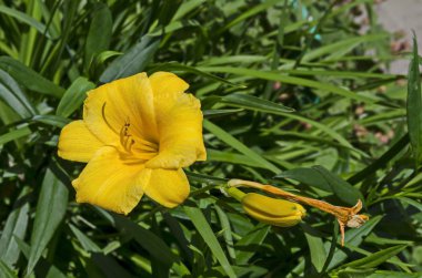 Çiçekli sarı gün lily çiçek veya Hemerocallis Stella de Oro için bahçede, Sofia, Bulgaristan 